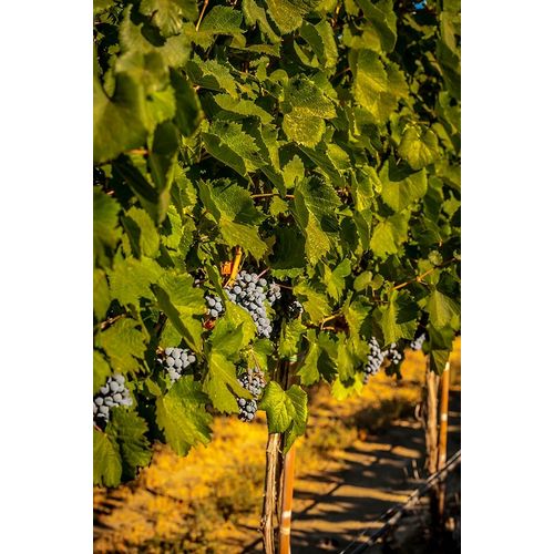 Washington State-Zillah Harvest of rows of Cabernet Sauvignon in a Yakima Valley vineyard